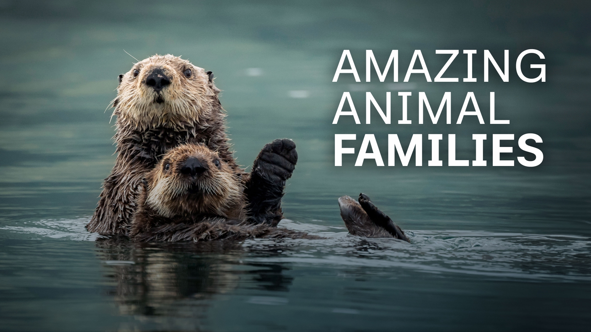Amazing Animal Families