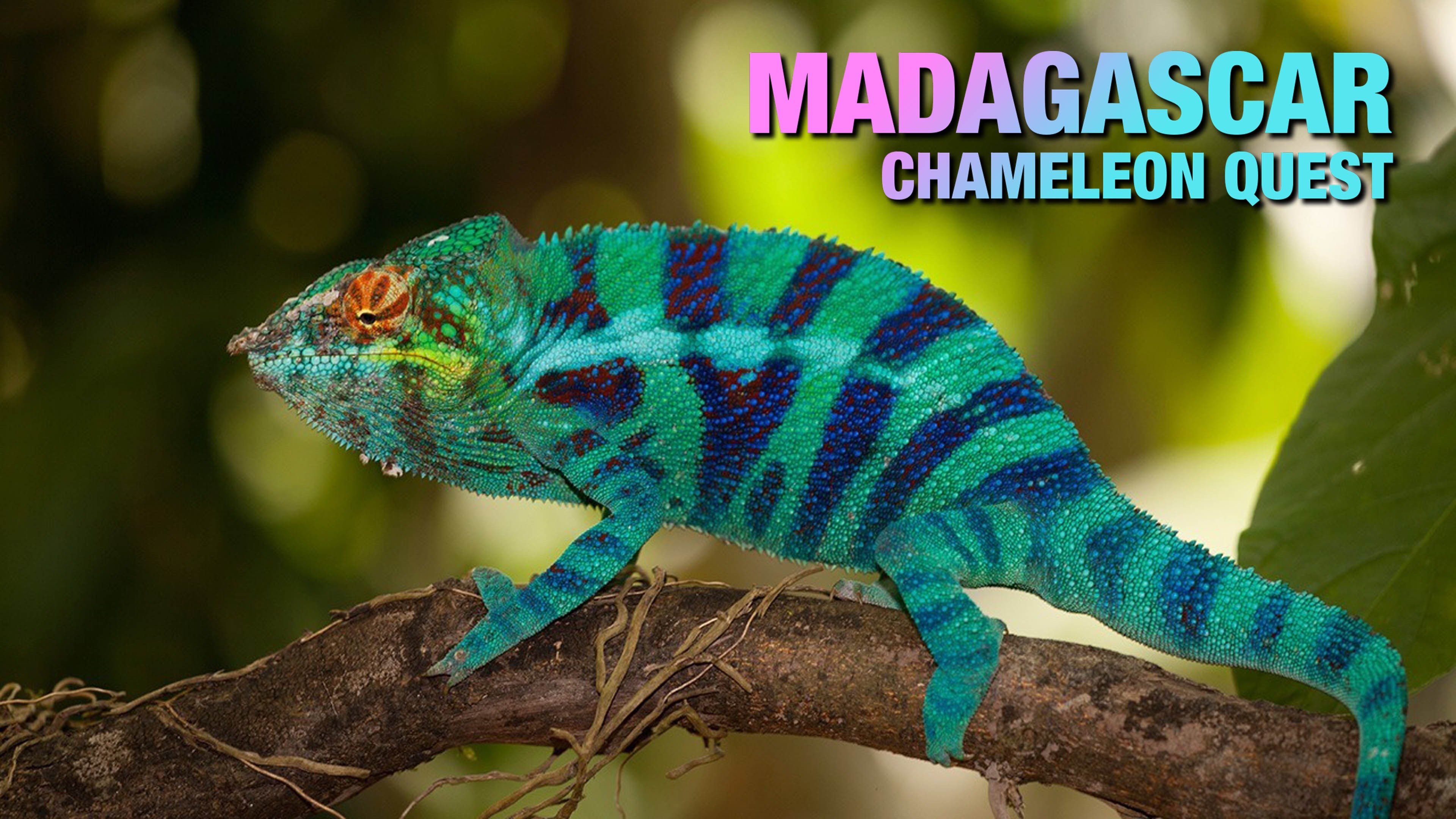Madagascar Chameleon Quest