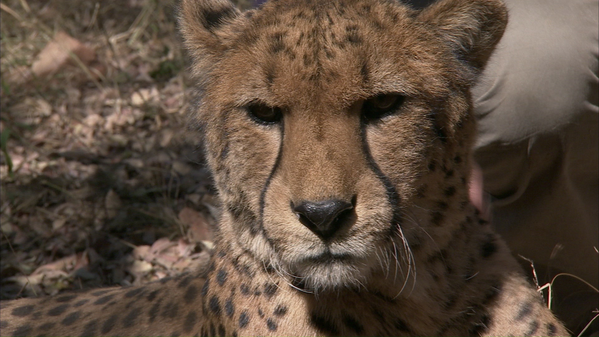 Cheetah Diaries