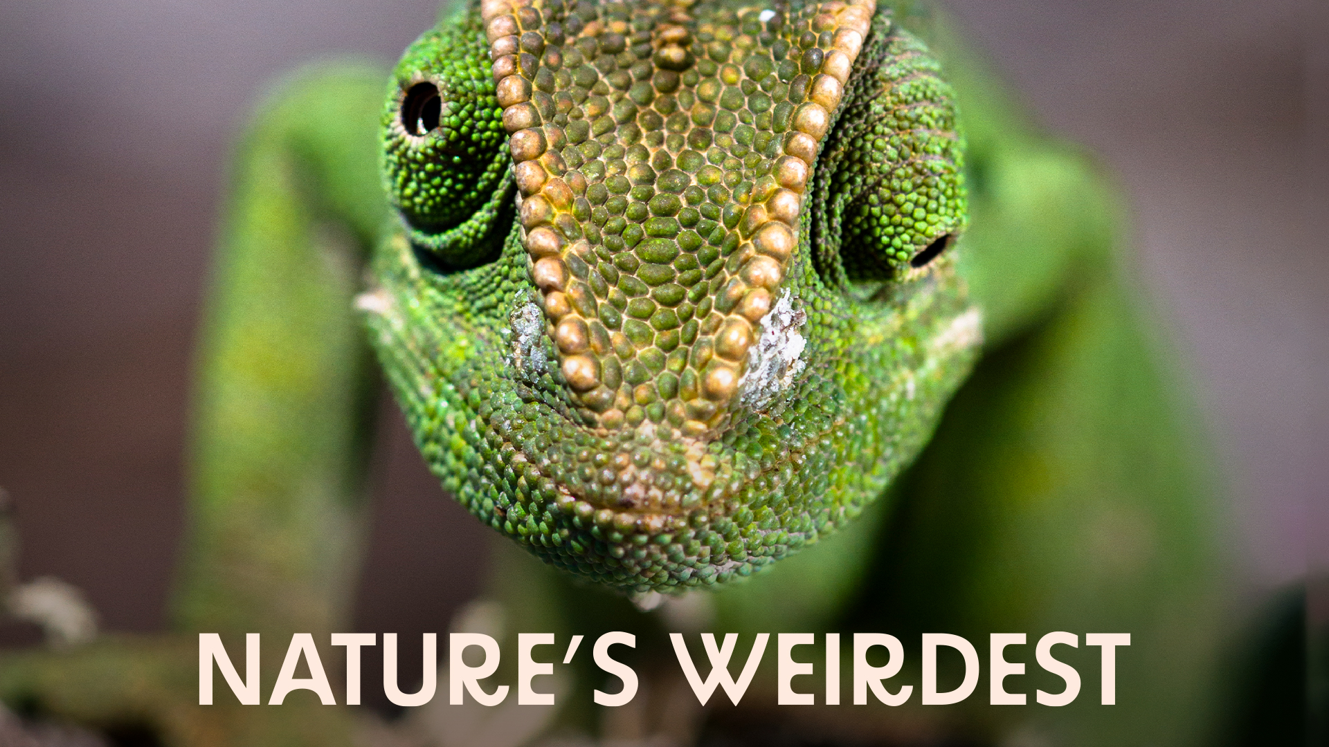 Nature's Weirdest