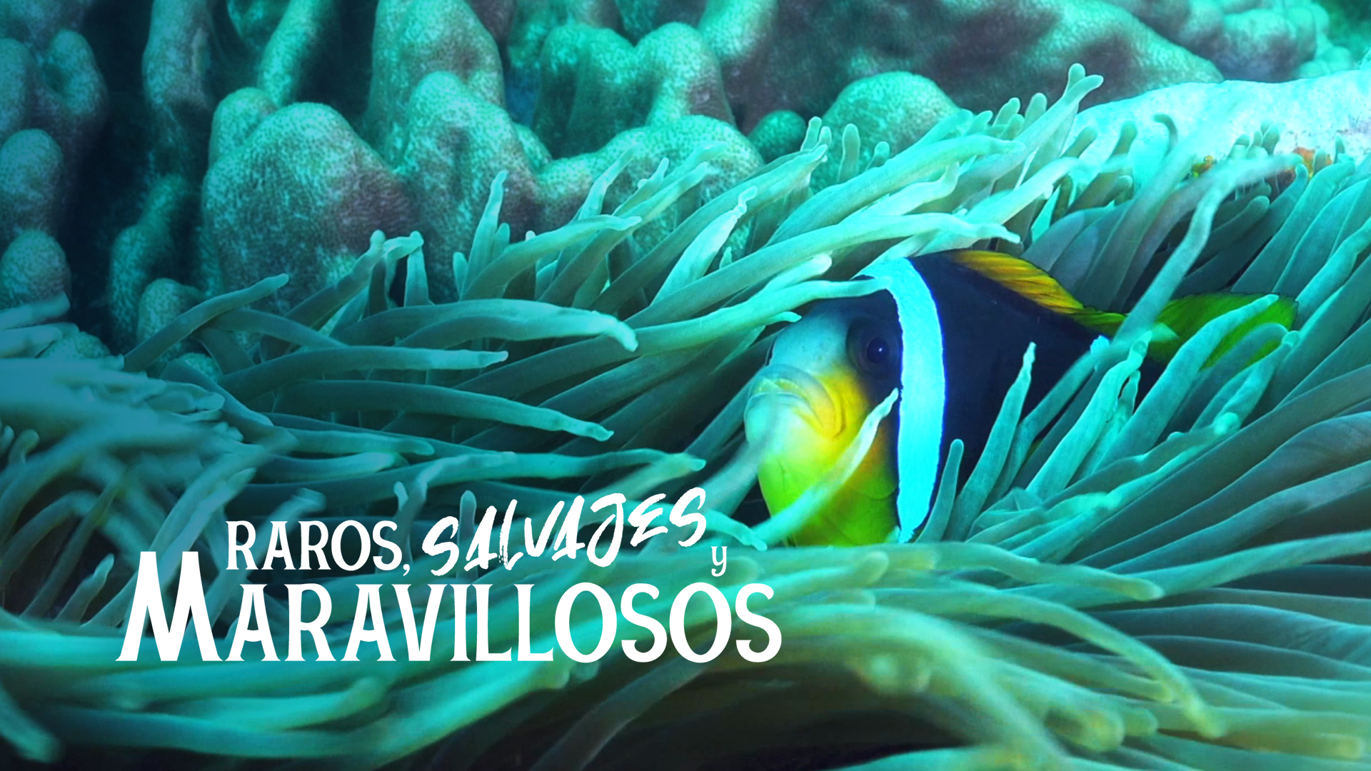 Raros, salvajes y maravillosos