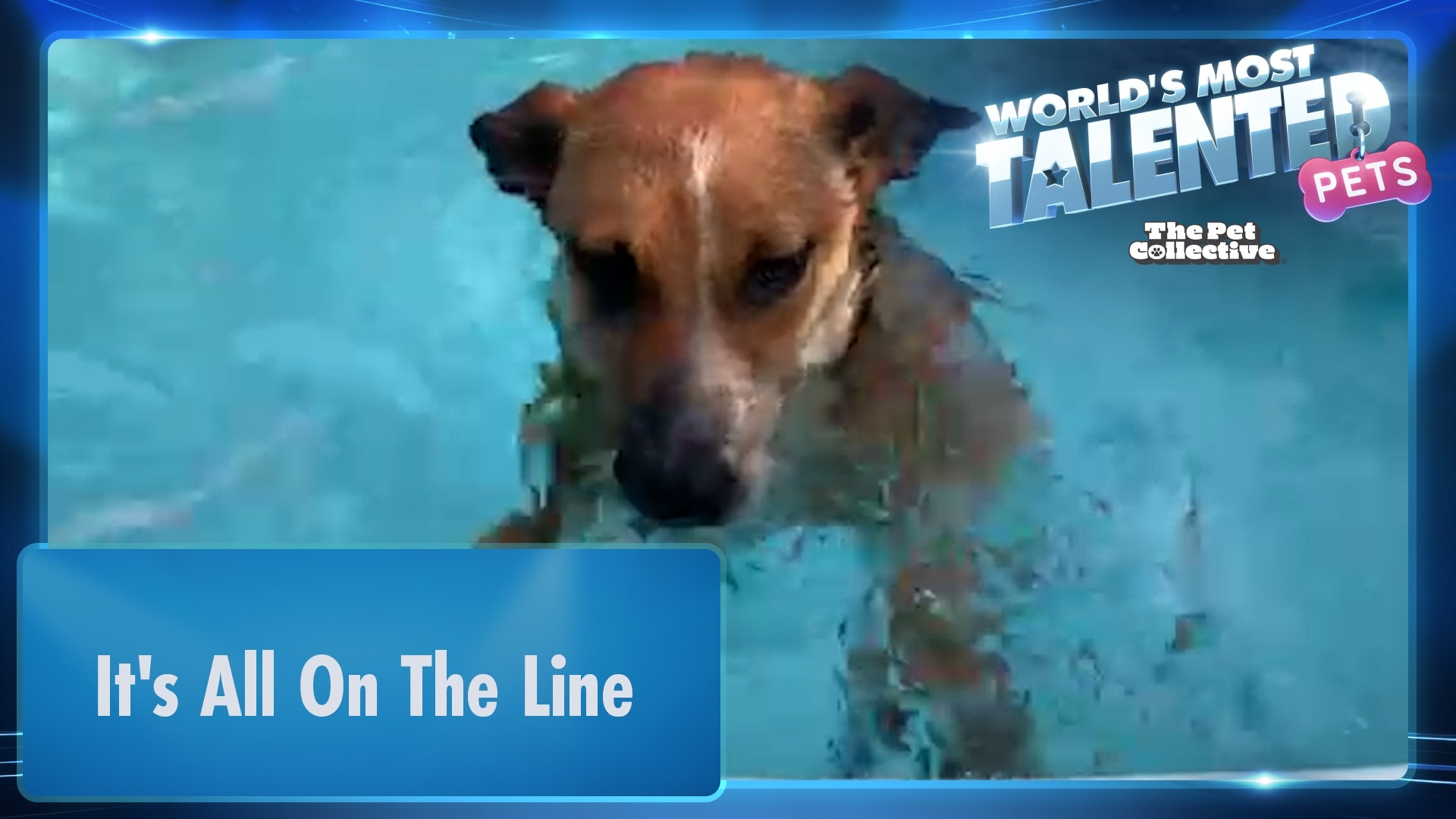 World's Most Talented Pets | It's All On The Line
