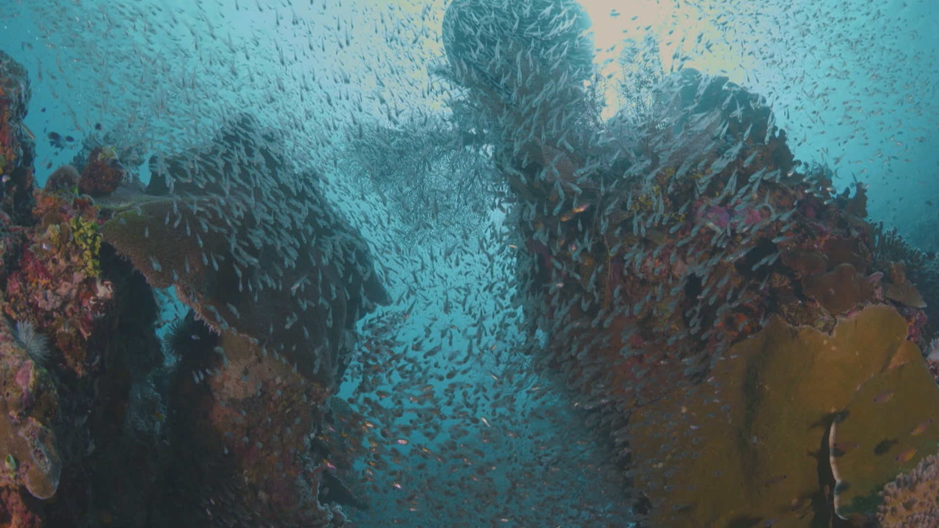 The Magic Circle of the Reef