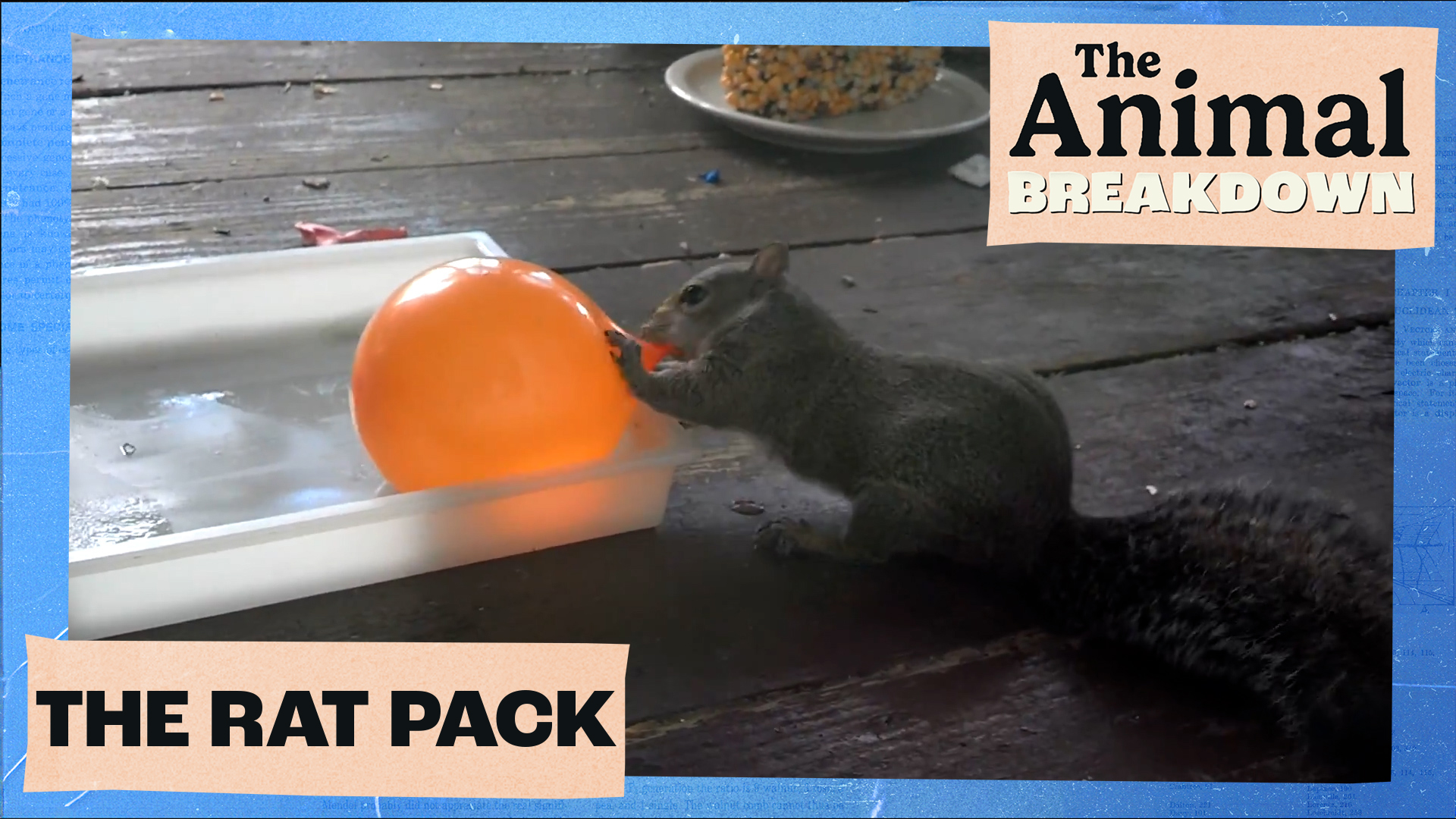 The Animal Breakdown