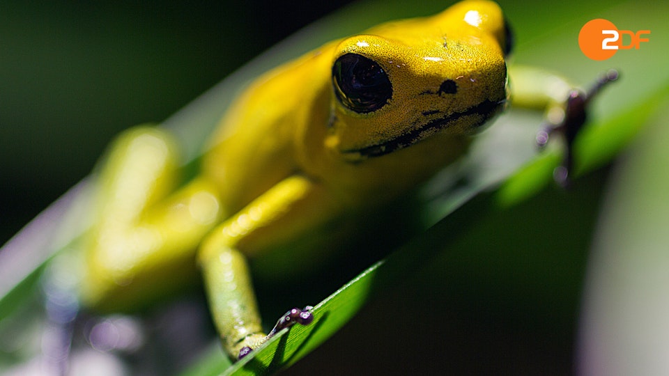 Wilde Überlebenskünstler – Wie Tiere sich tarnen