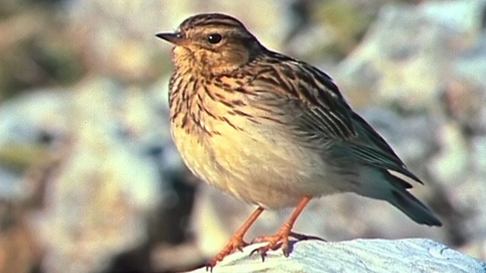 Tiere vor der Kamera