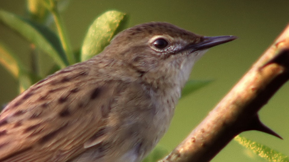 Tiere vor der Kamera