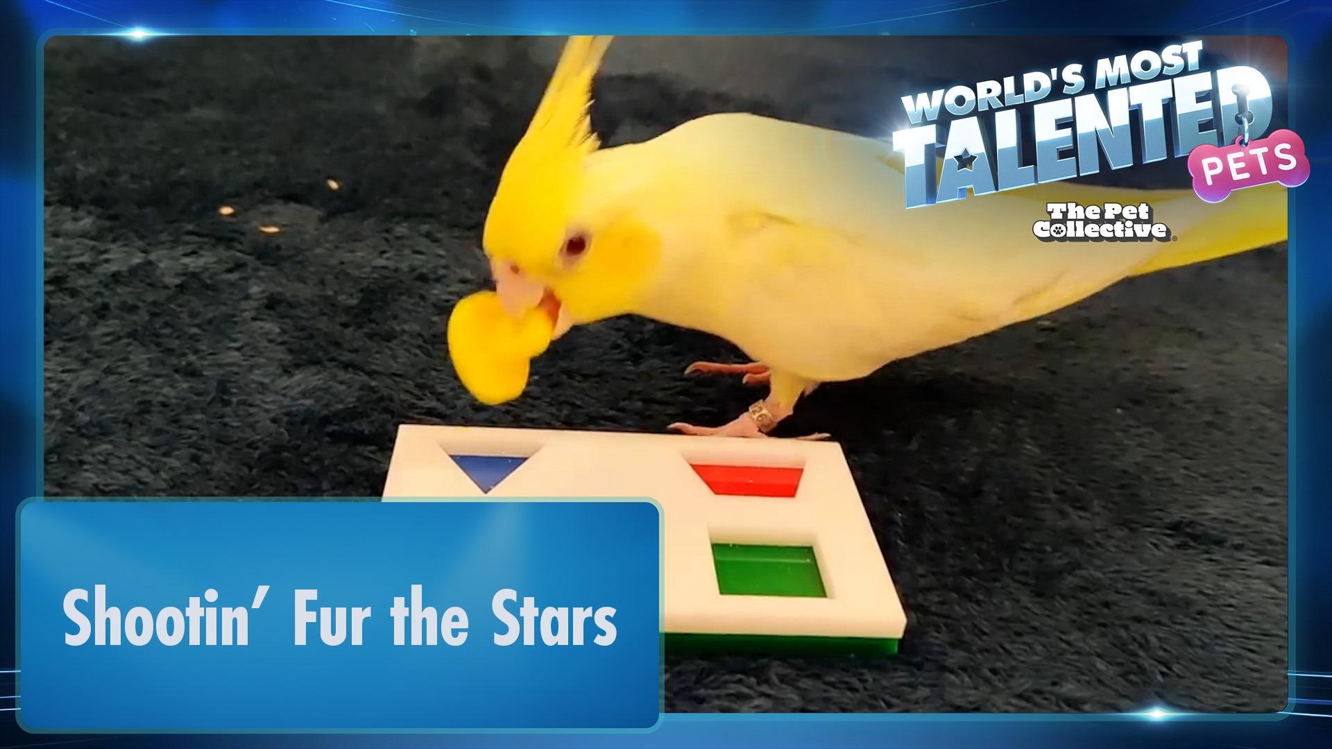 World's Most Talented Pets | Shootin' Fur the Stars
