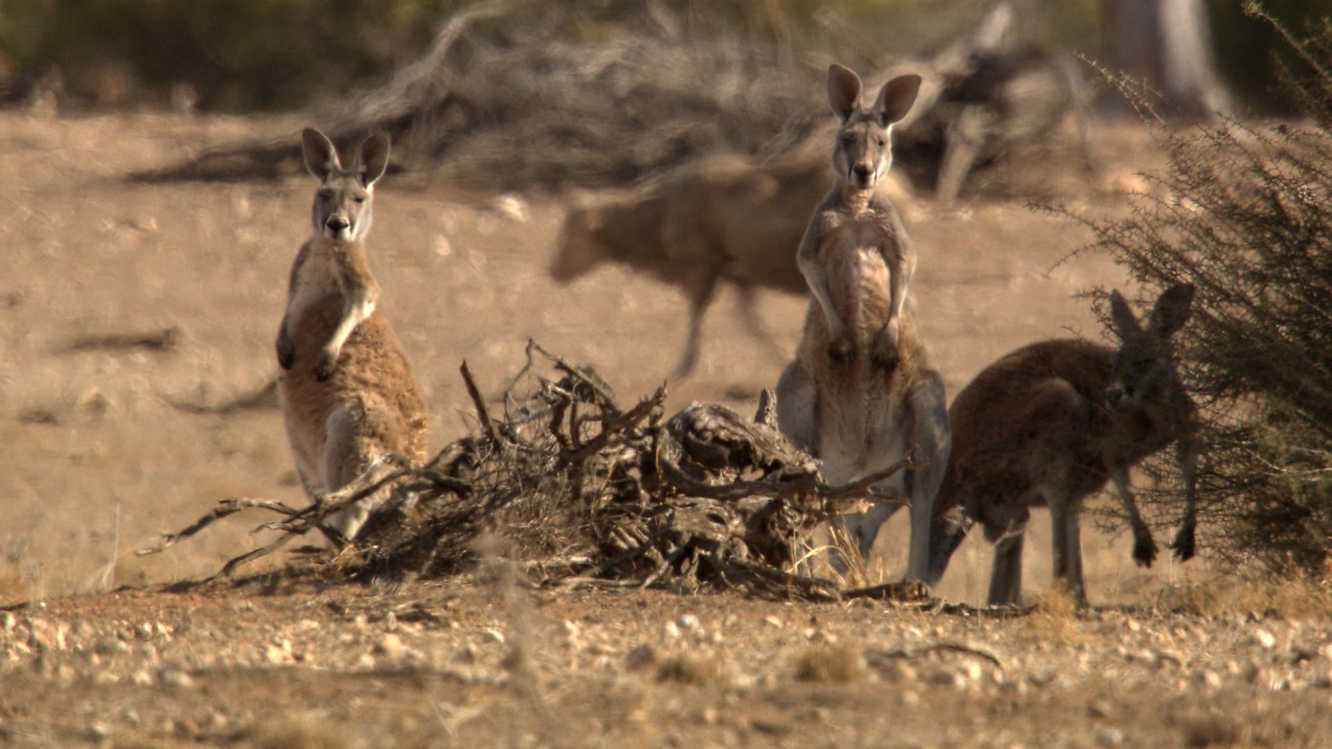 Manche Tiere mögen's heiß
