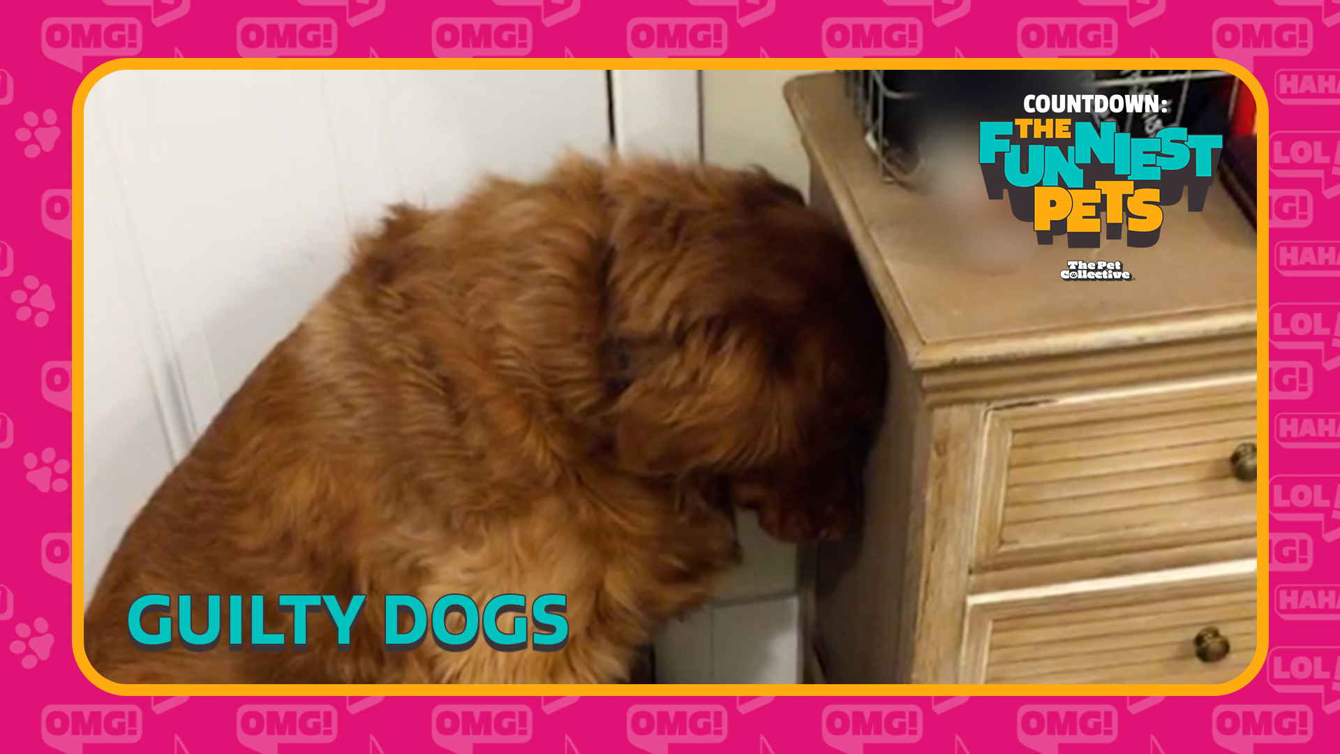 Countdown: The Funniest Pets