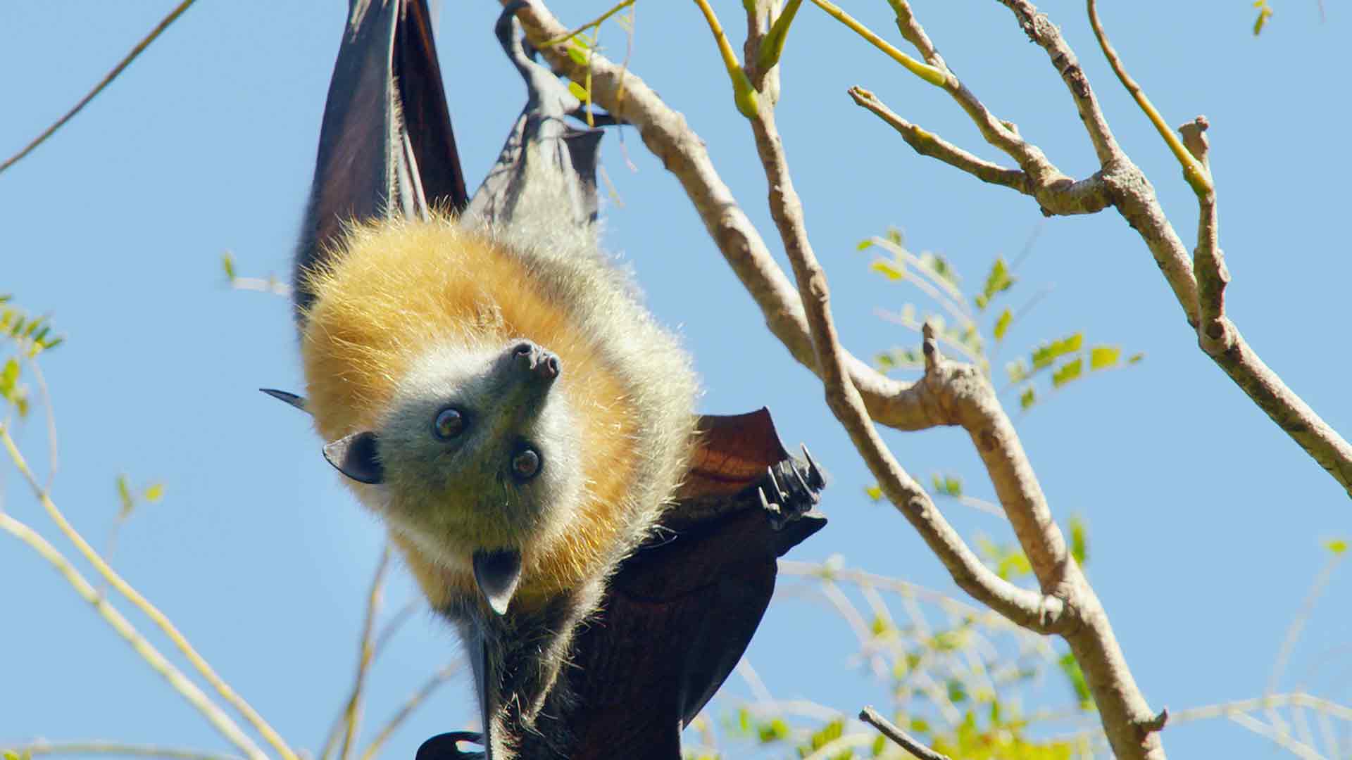 Das geheimnisvolle Leben der Mini-Beuteltiere