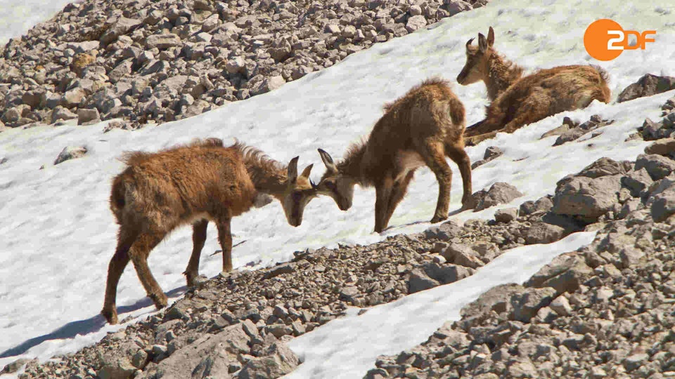 Wild Germany: Mountains
