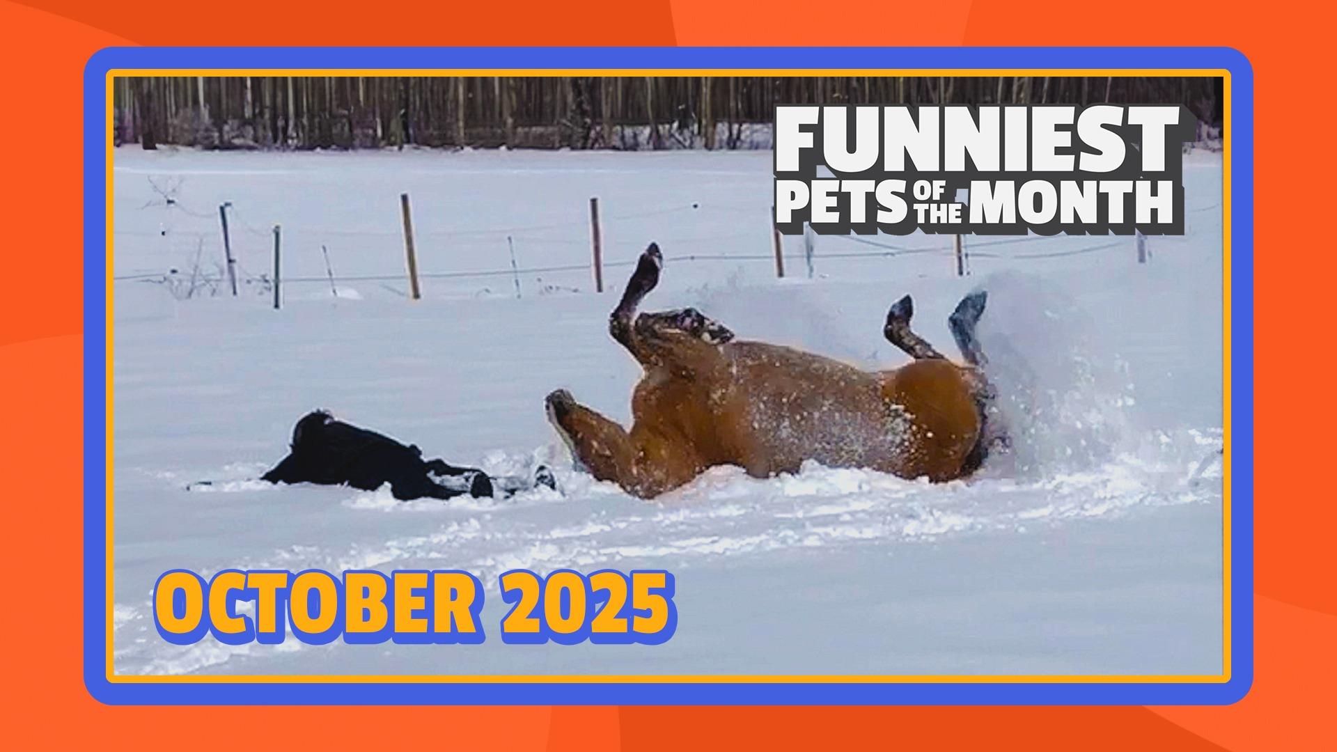 Funniest Pets of the Month | Ep. 2.11