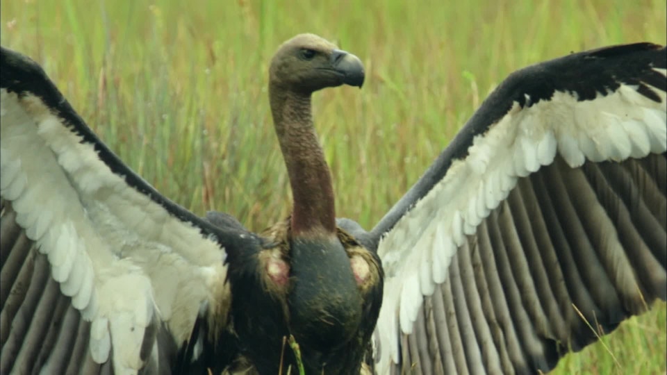 Wildest Indochina: Cambodia – The Water Kingdom