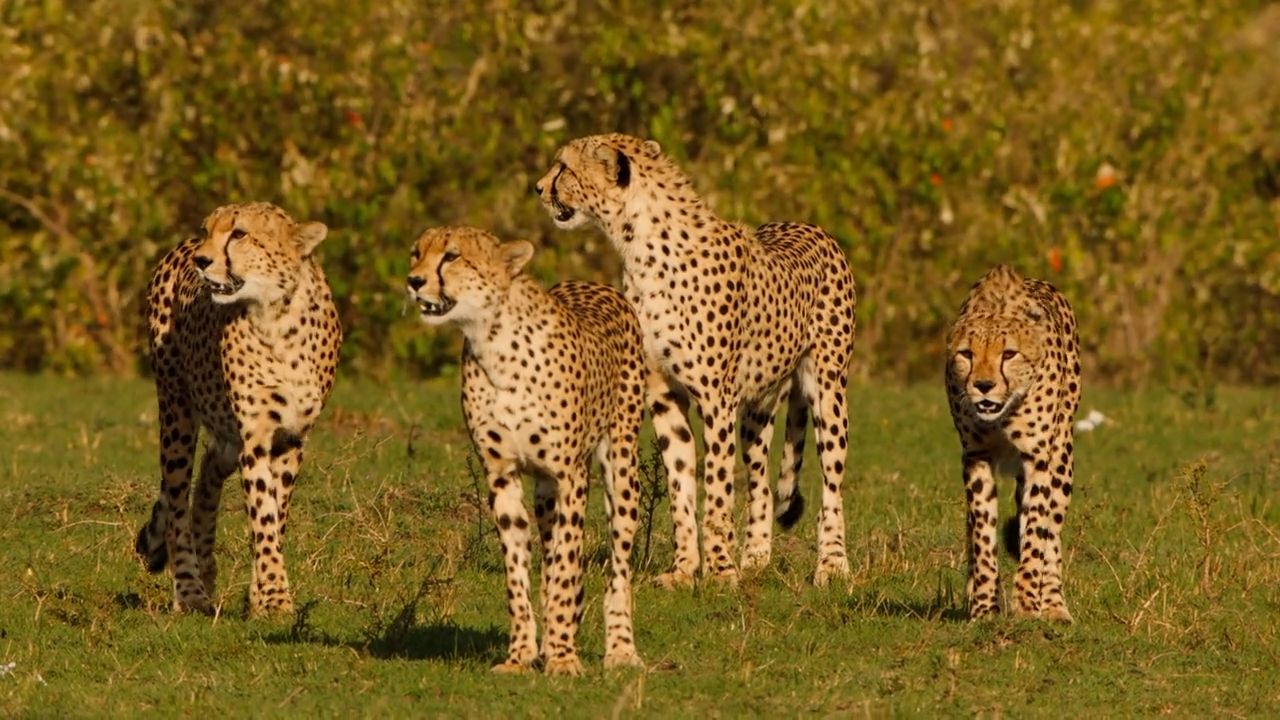 Leben auf kurzem Gras : Geparden, Gnus und co