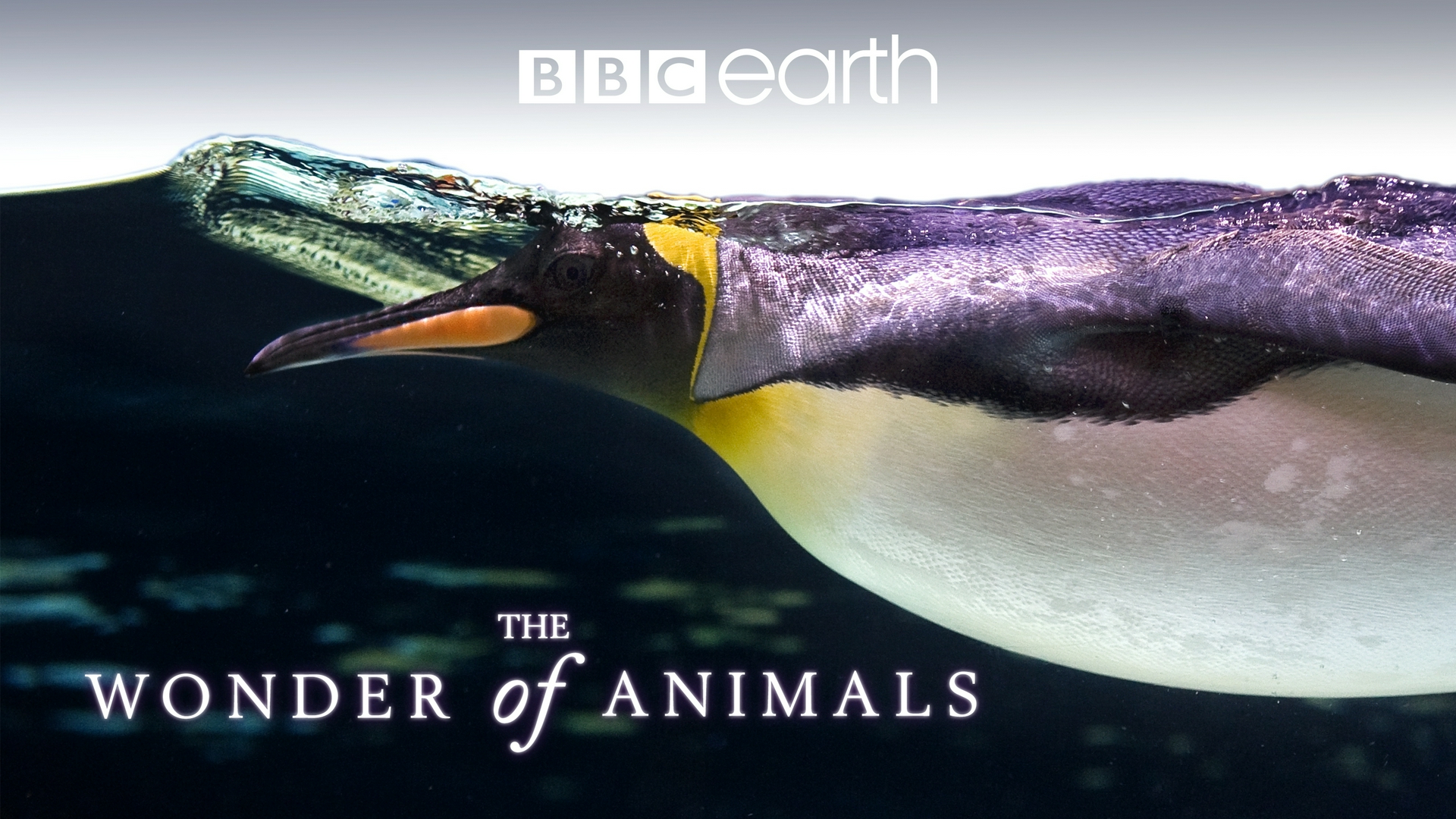 Tierische Überlebenskünstler Die Macht der Vielen