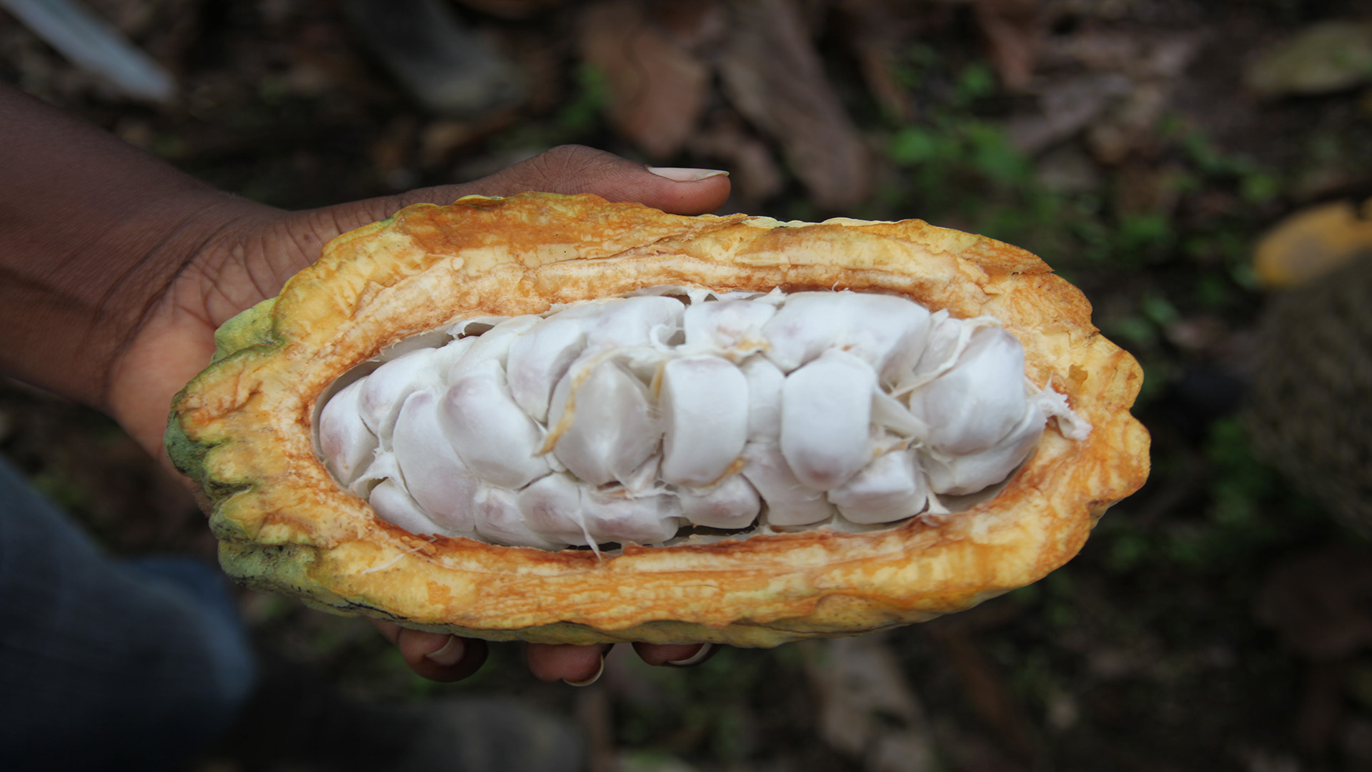 Esmeraldas Edelkakao