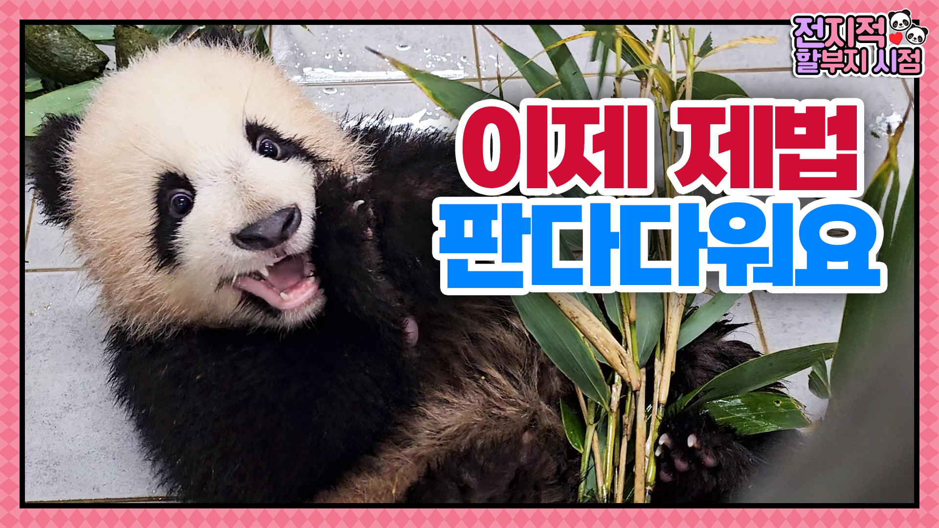 “카메라 건들지 마악!” 쉴 새 없이 장난치는 누룽지 루이후이의 깨발랄 일상