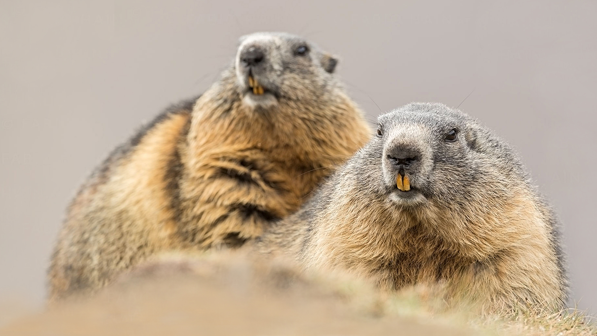 Alpine Whistleblowers