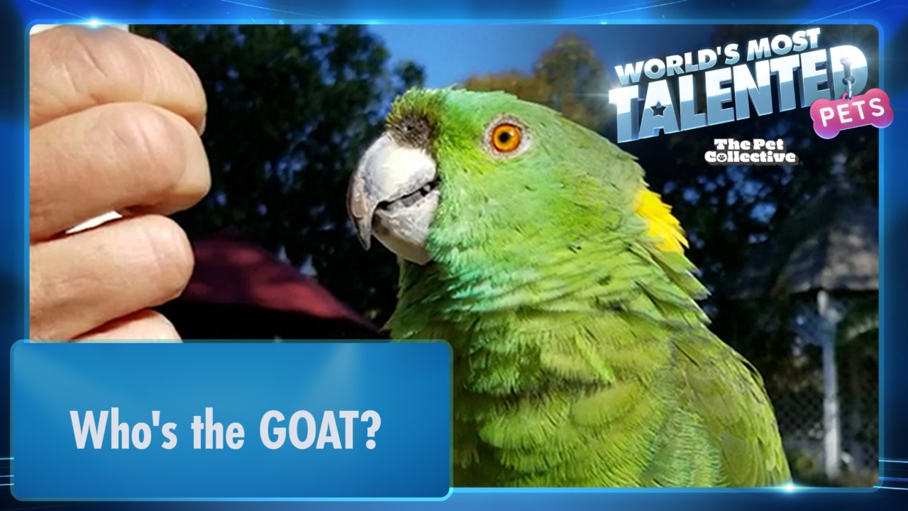 World's Most Talented Pets | Who's the GOAT?