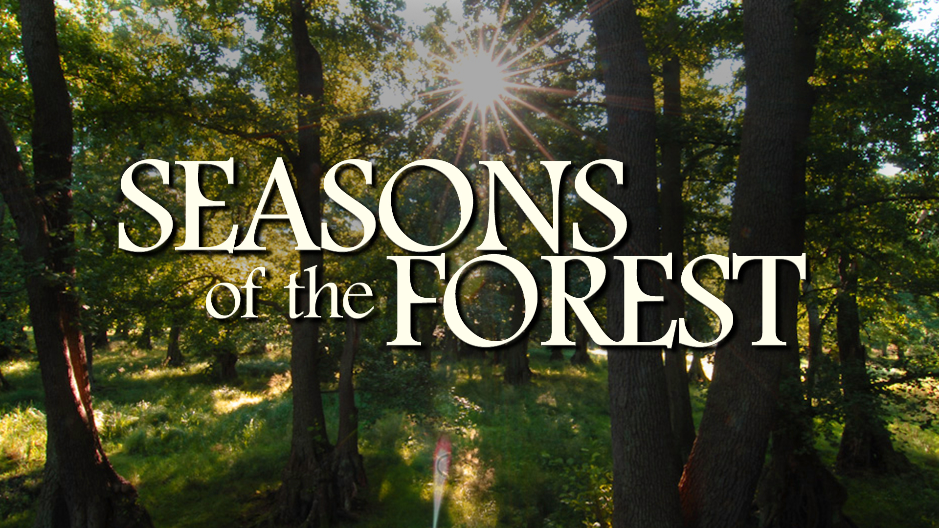 Seasons of the Forest