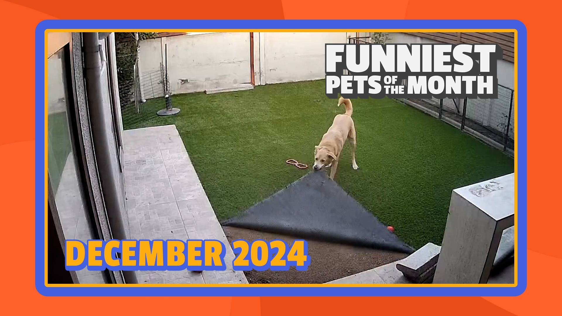 Funniest Pets of the Month | Ep. 2.1