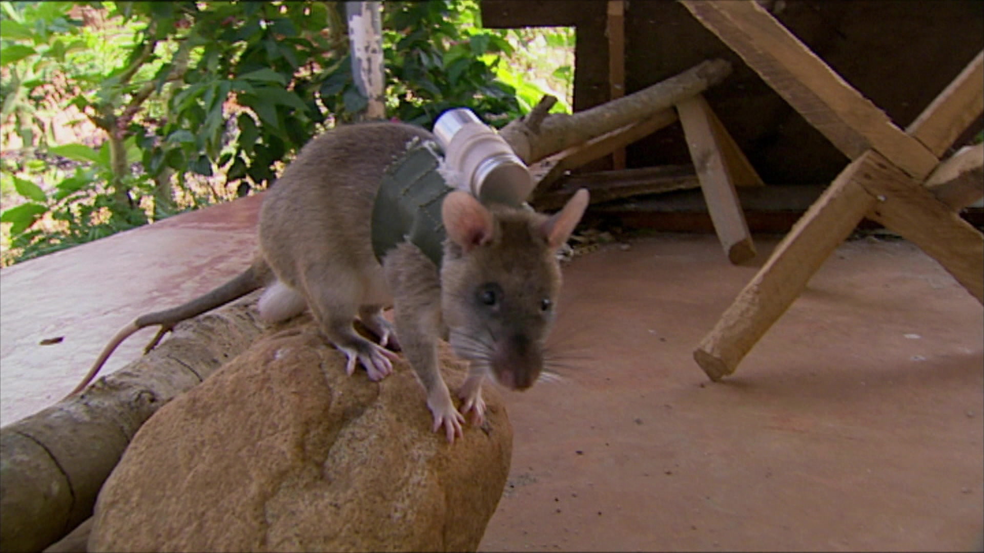 Die Minenratten von Tansania