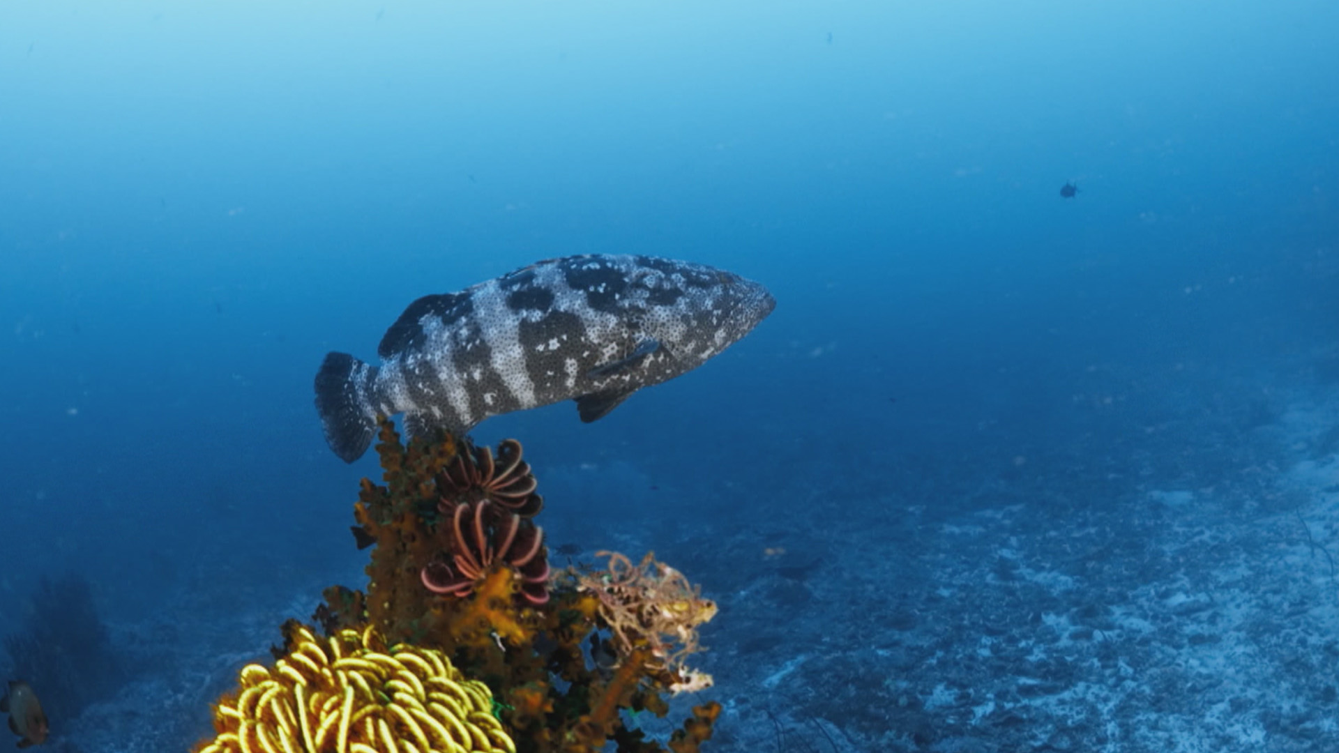 The Magic Circle of the Reef