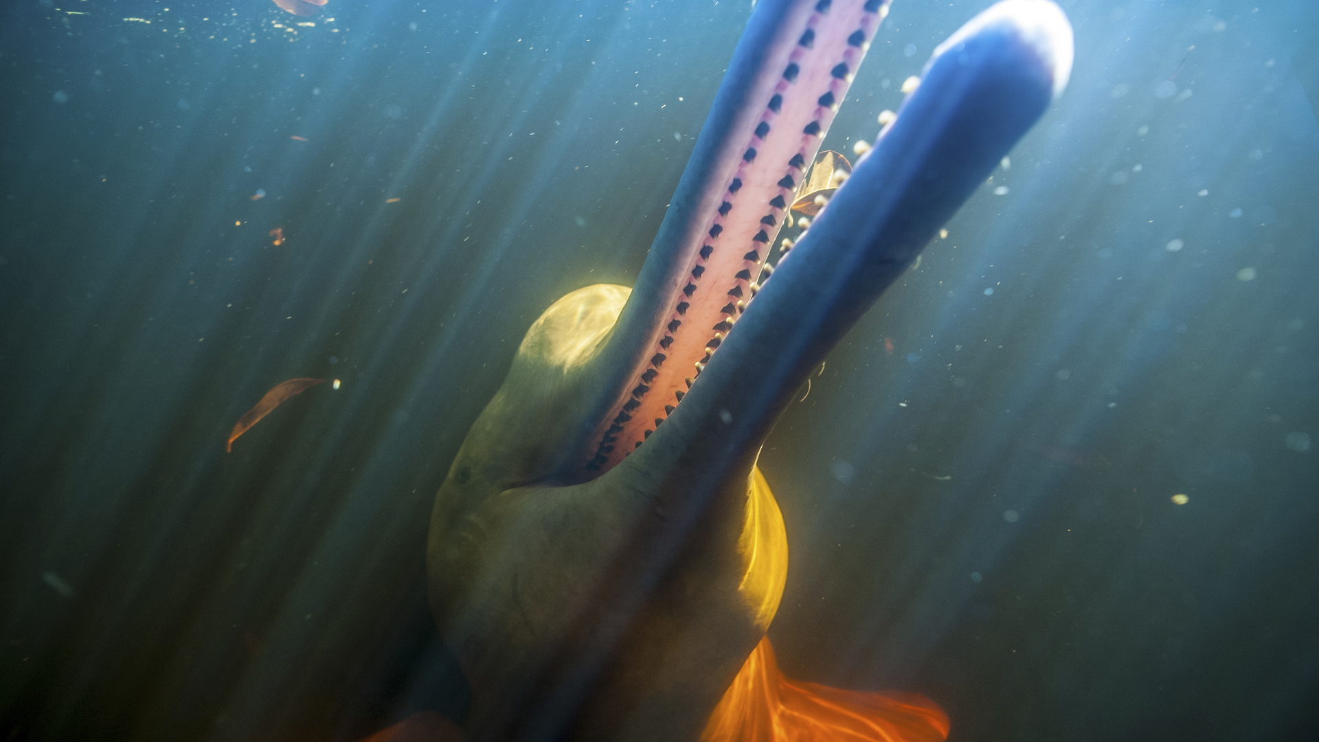 Auf der Spur der rosa Delfine