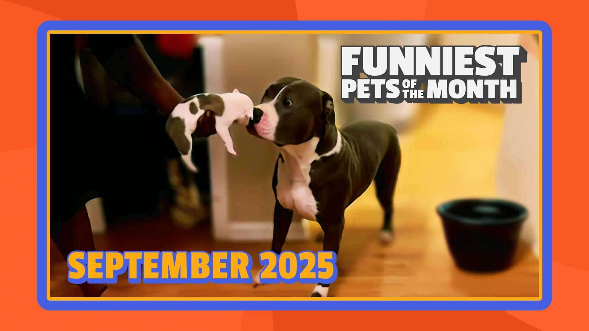 Funniest Pets of the Month | Ep. 2.10