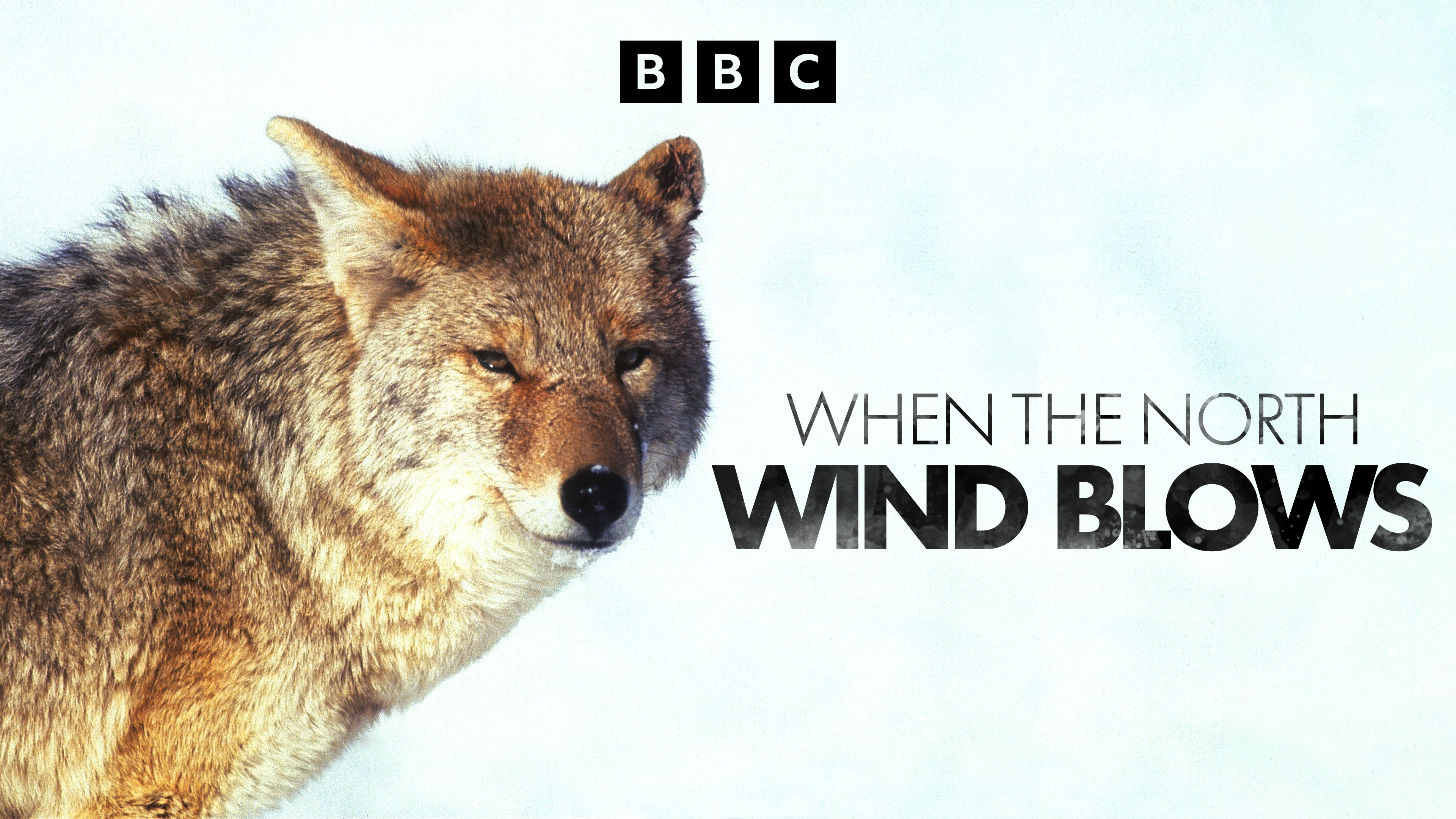 When the North Wind Blows