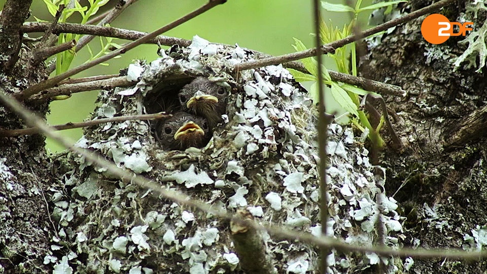 Wilde Überlebenskünstler – Wie Tiere bauen