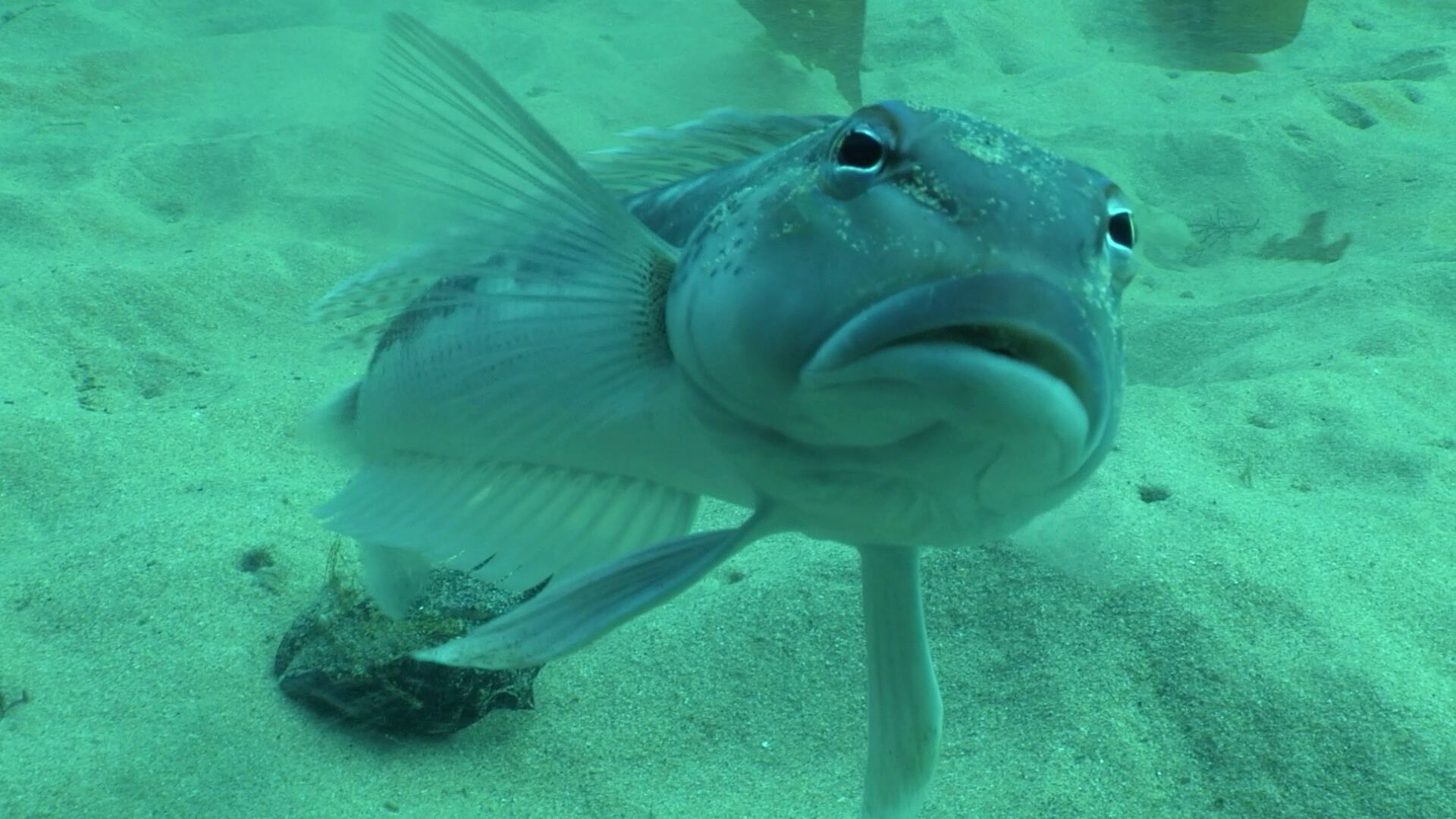 Notre grand jardin bleu