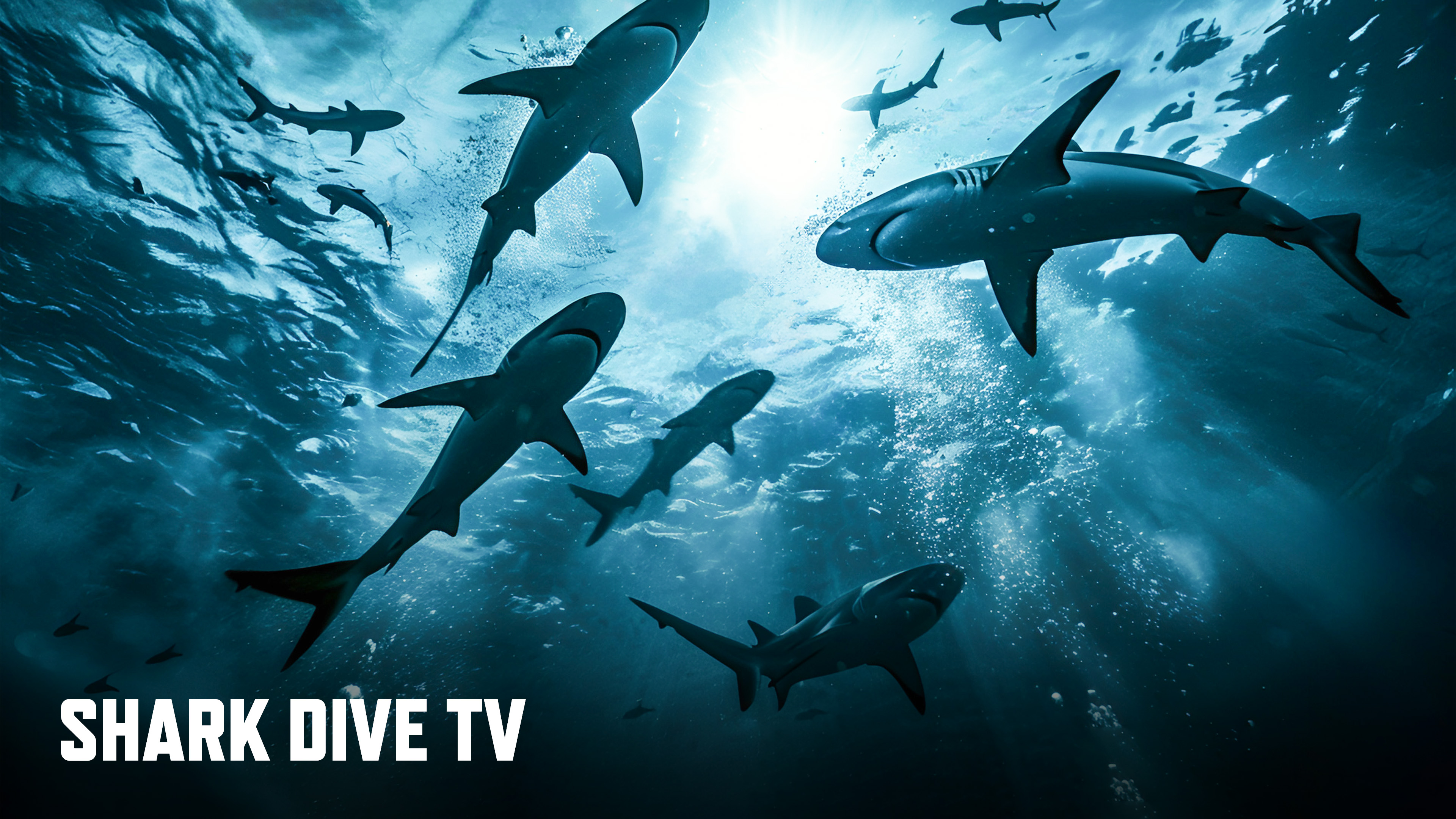 Shark Dive TV