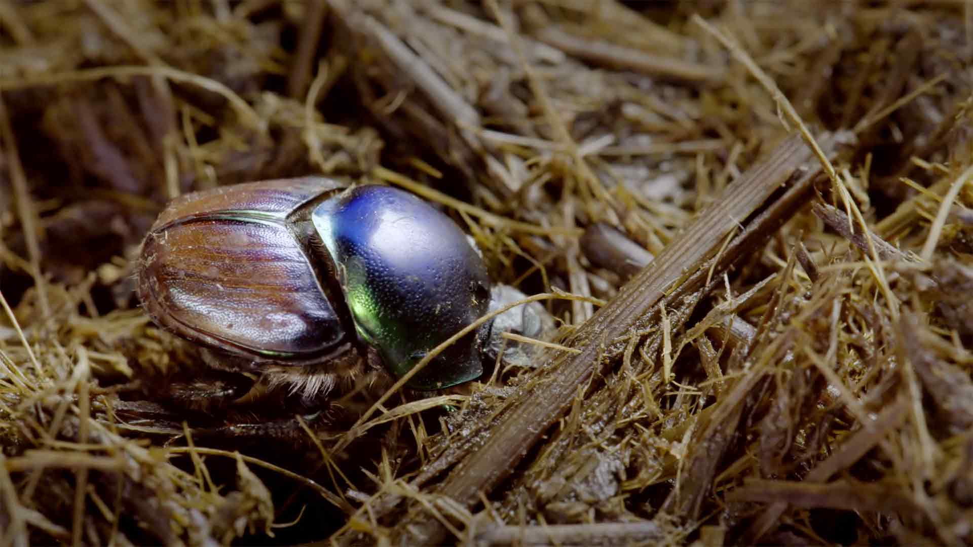 Mistkäfer: Saubermänner der Natur