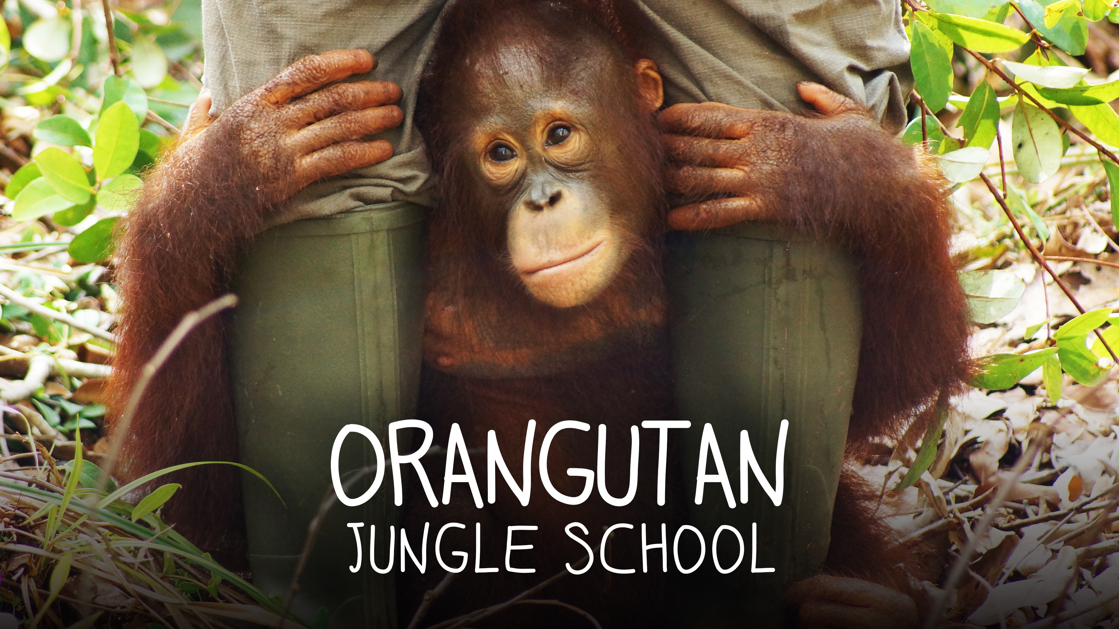 Orangutan Jungle School