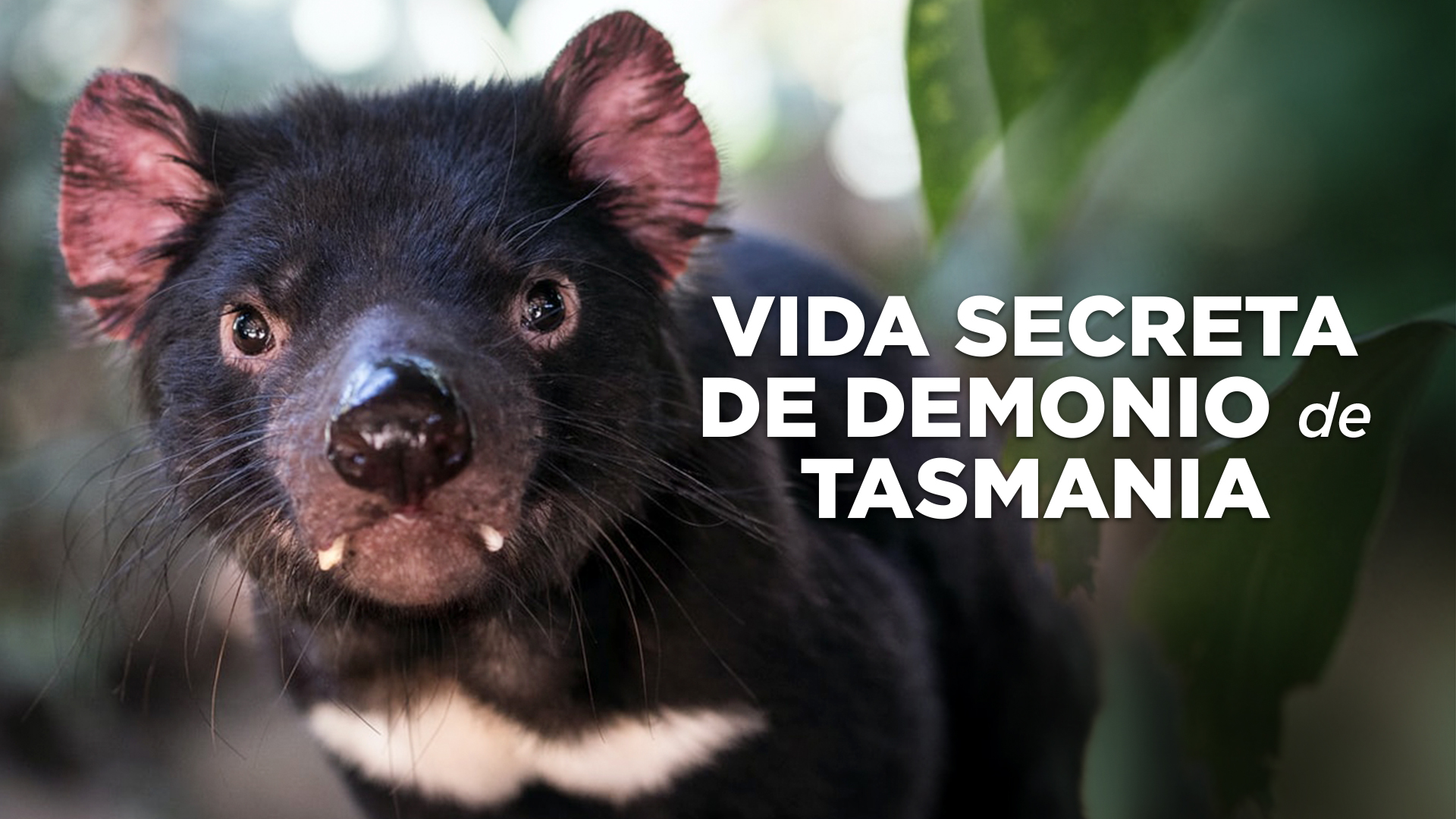 Vida Secreta del Demonio de Tasmania