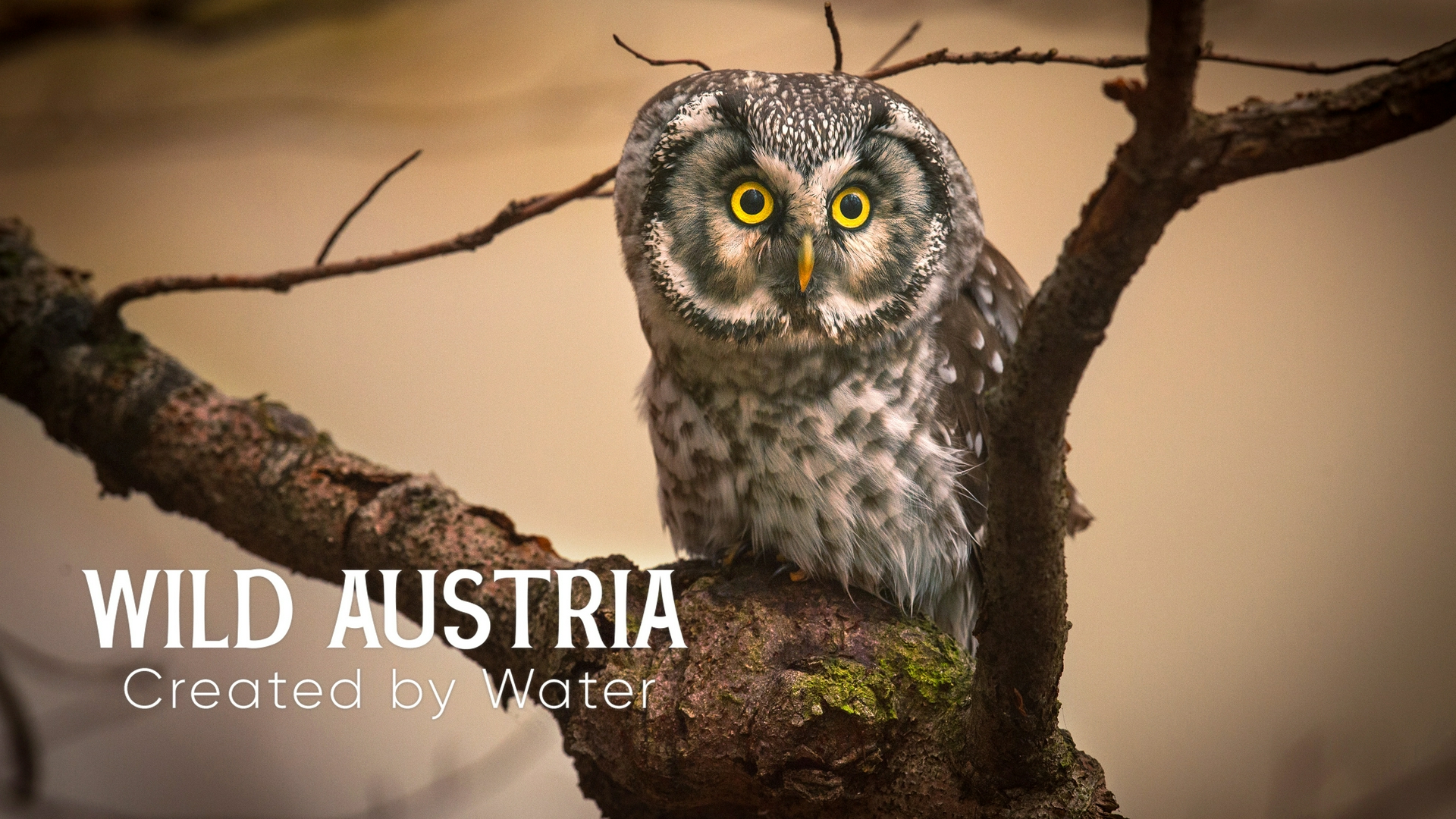 Wild Austria