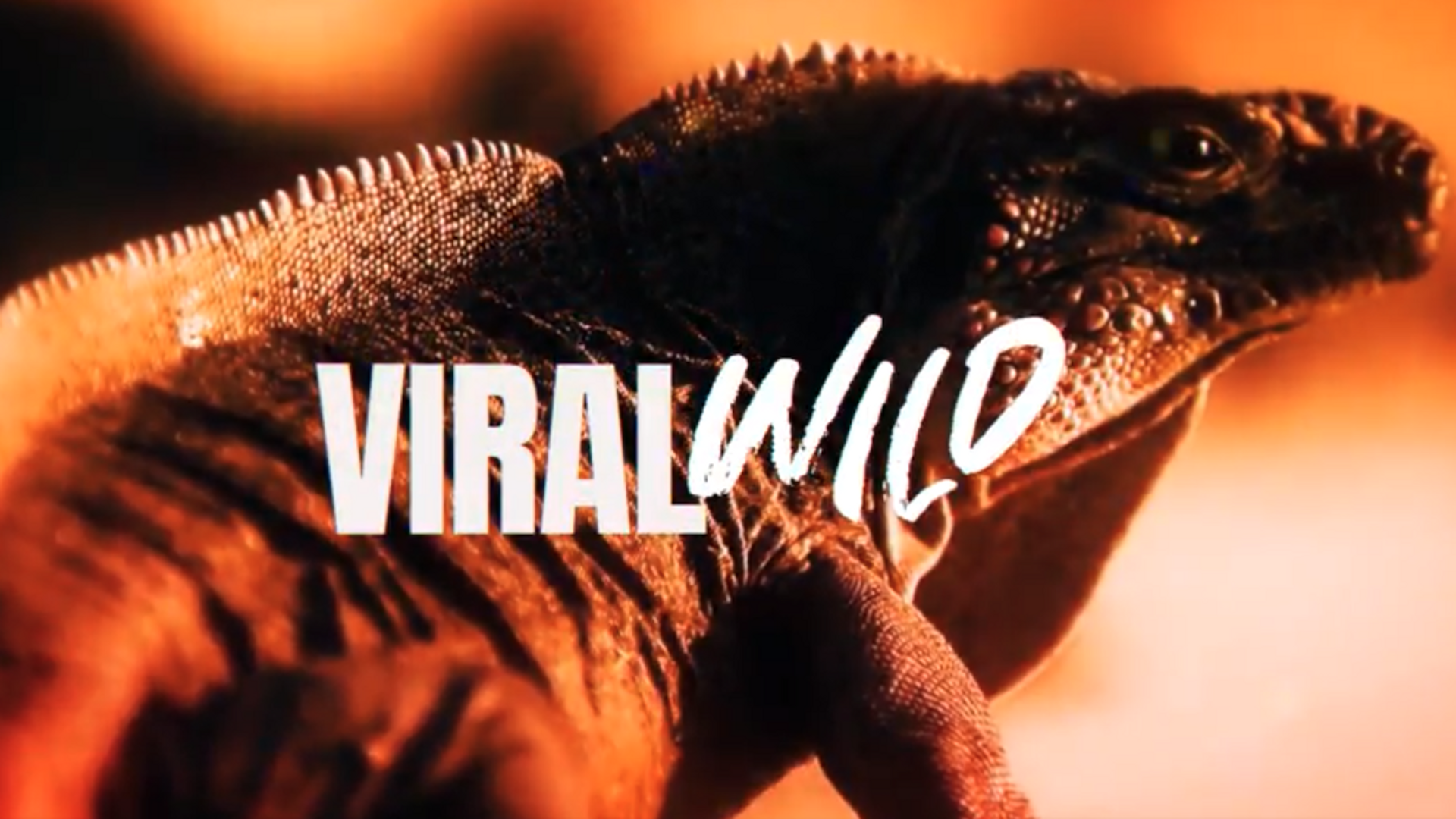 WS Viral Wild | Ep. 4.6