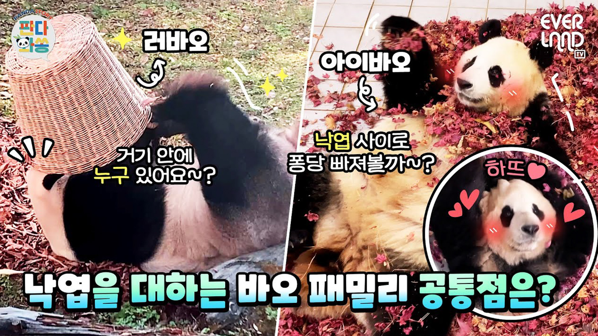 킁킁? 냠냠~ 퐁당! 바오가족이 가을을 즐기는 법 70회