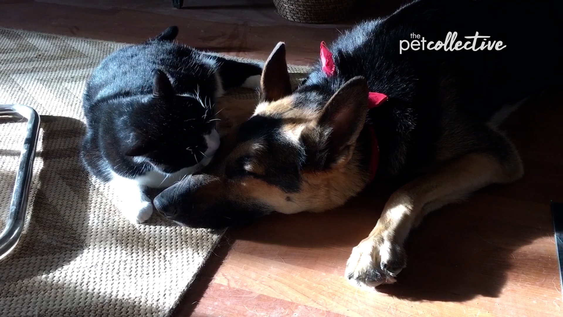 Best Pets of the Month