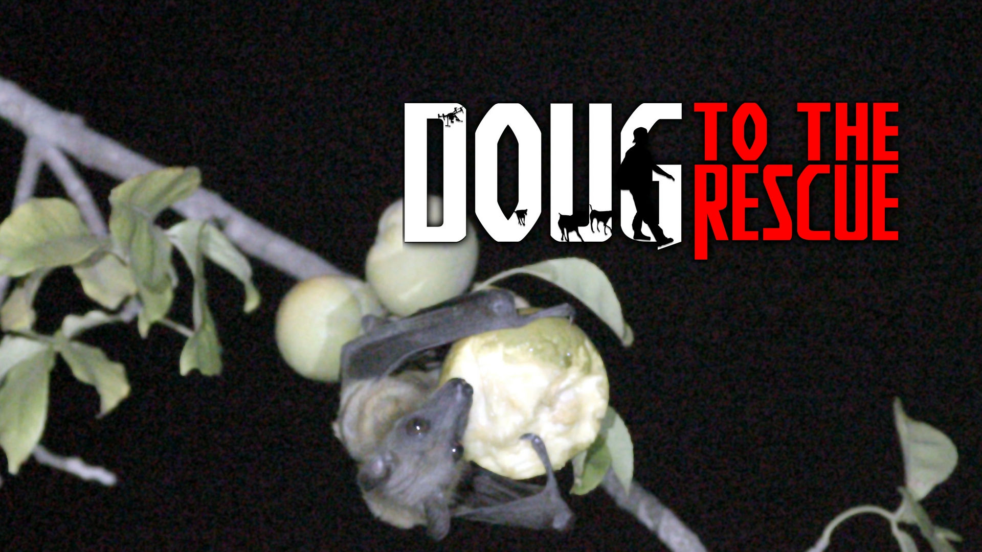 Los murciélagos de Malawi