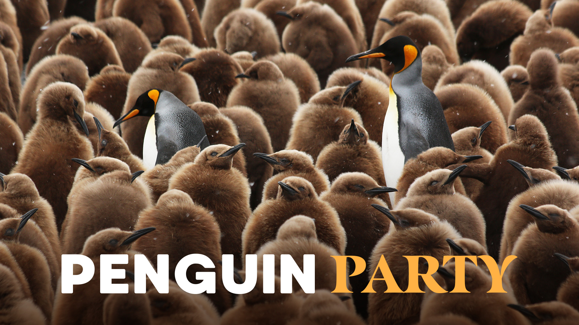 Penguin Party