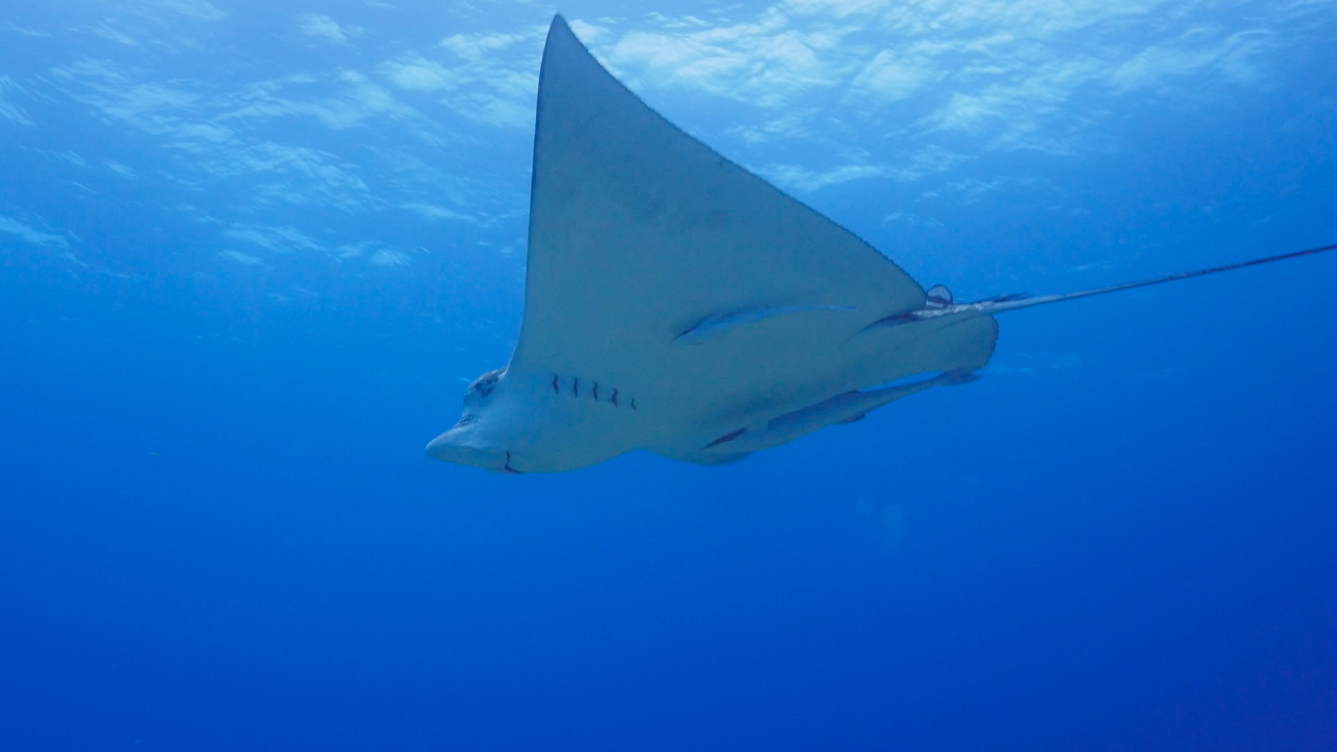 Le grand bleu sauvage