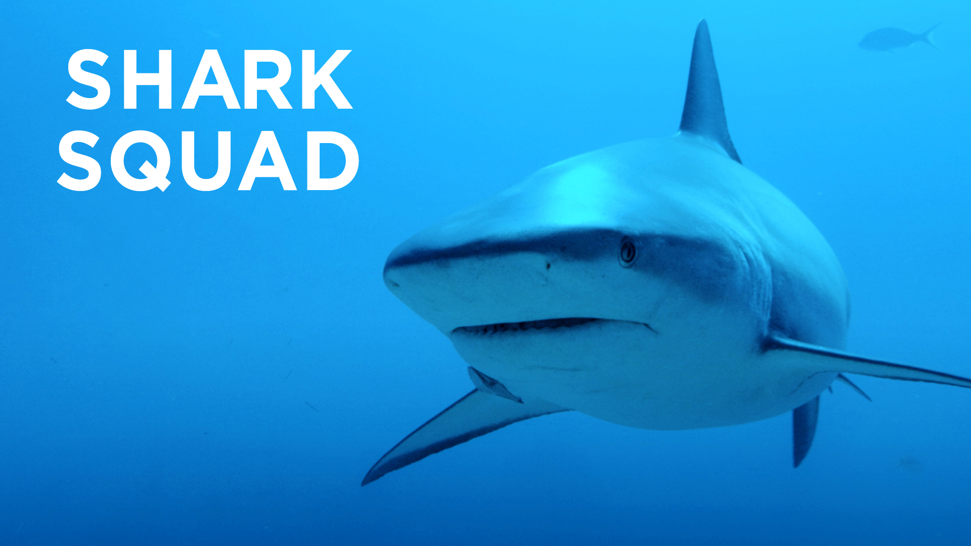 Shark Squad