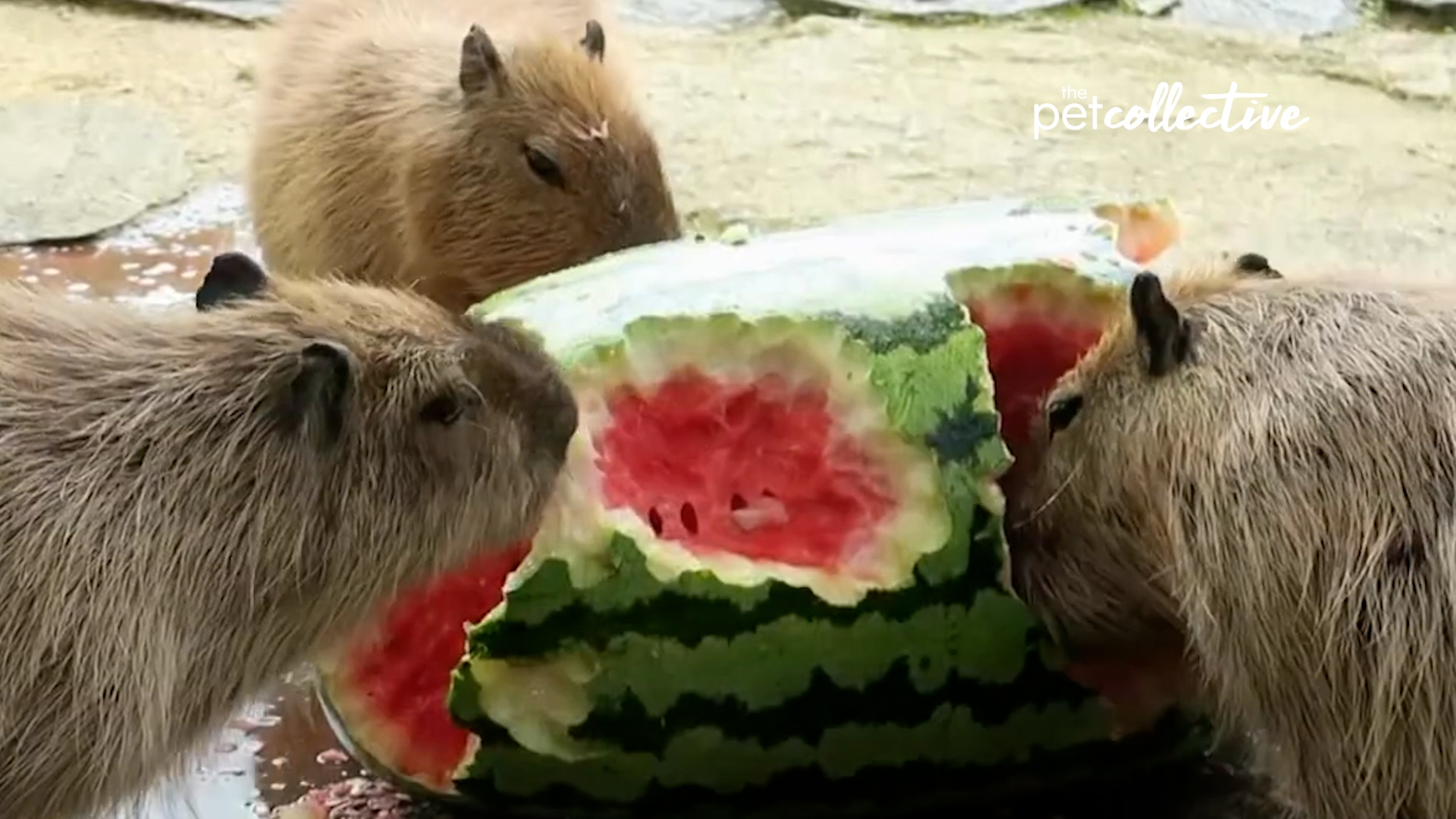 Best Pets of the Month