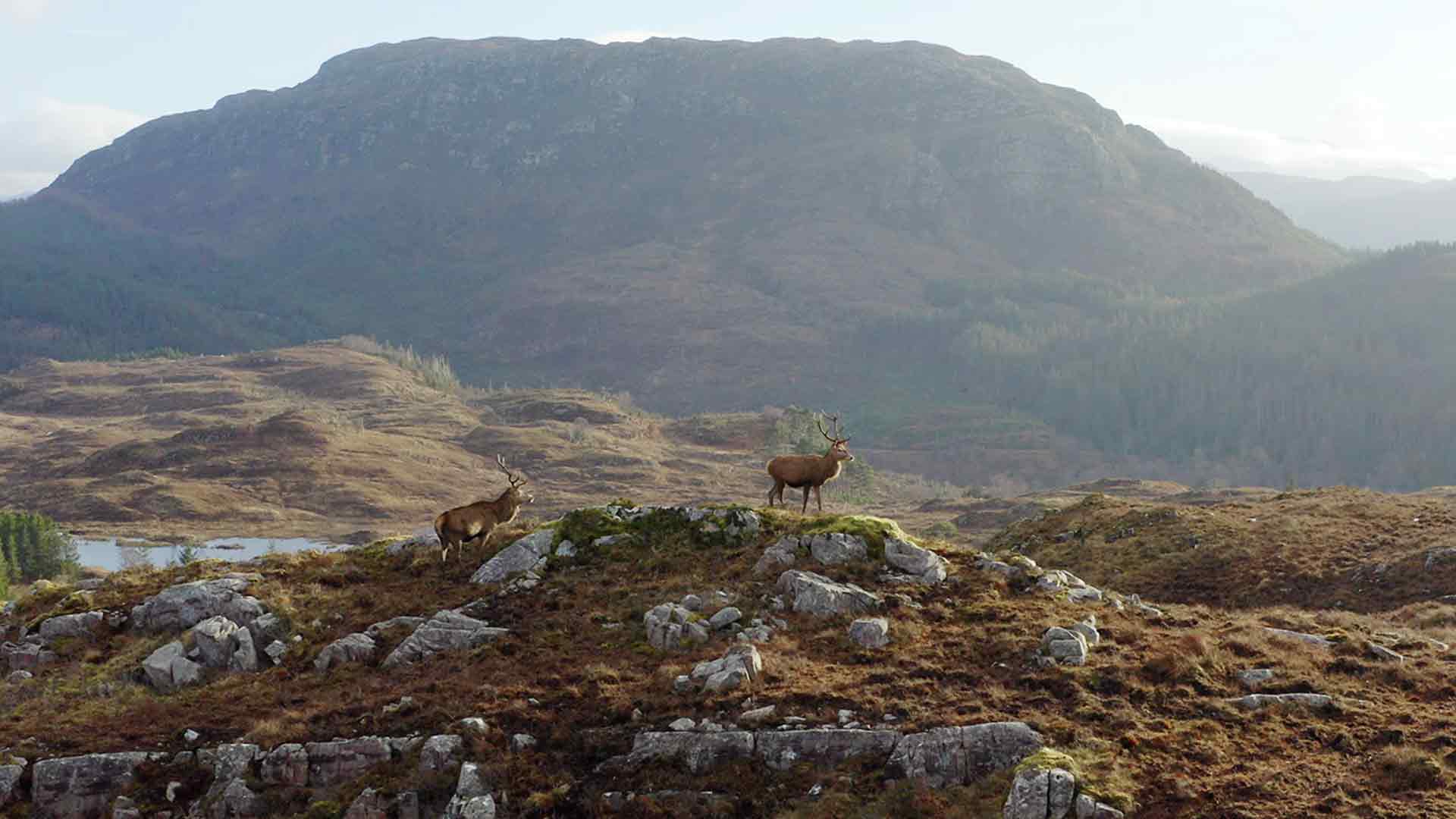 Scotland: A Wild Year
