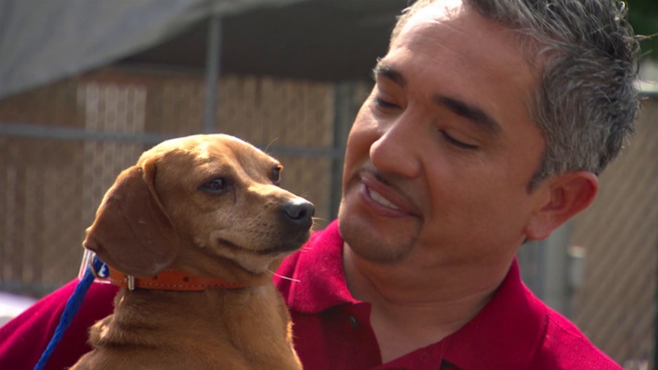 El encantador de perros