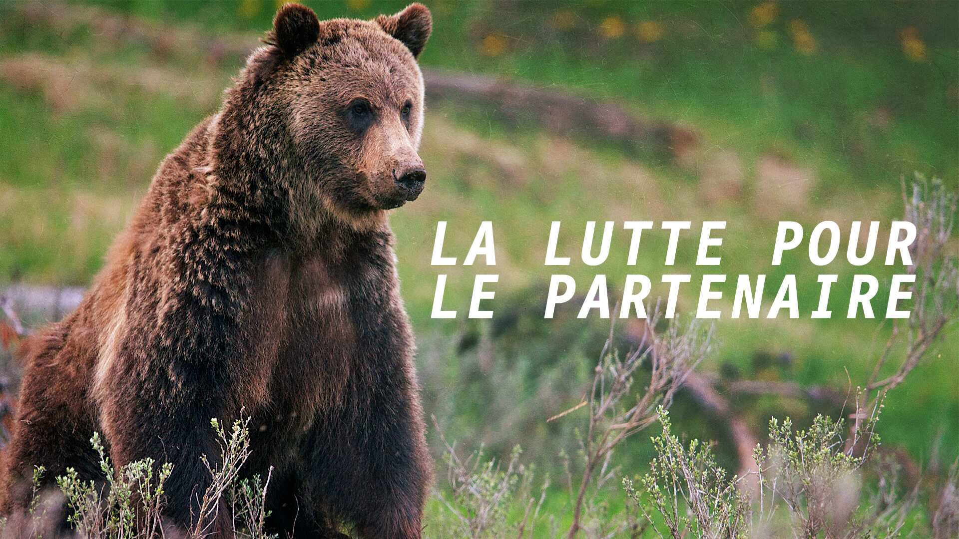 La Lutte