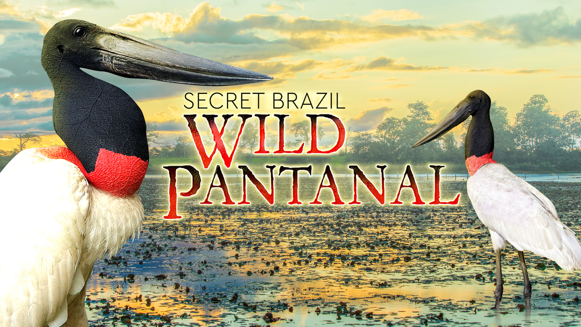 Secret Brazil: Wild Pantanal
